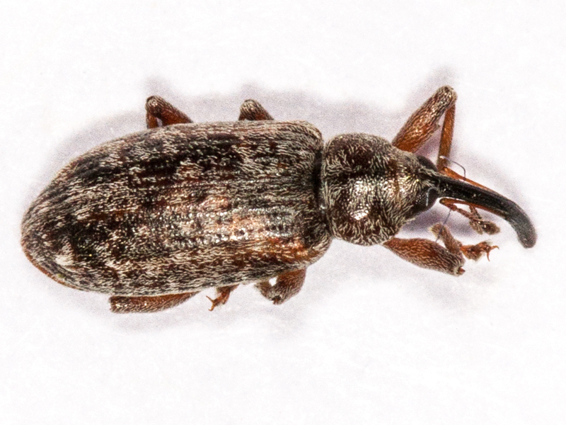 Dorytomus longimanus